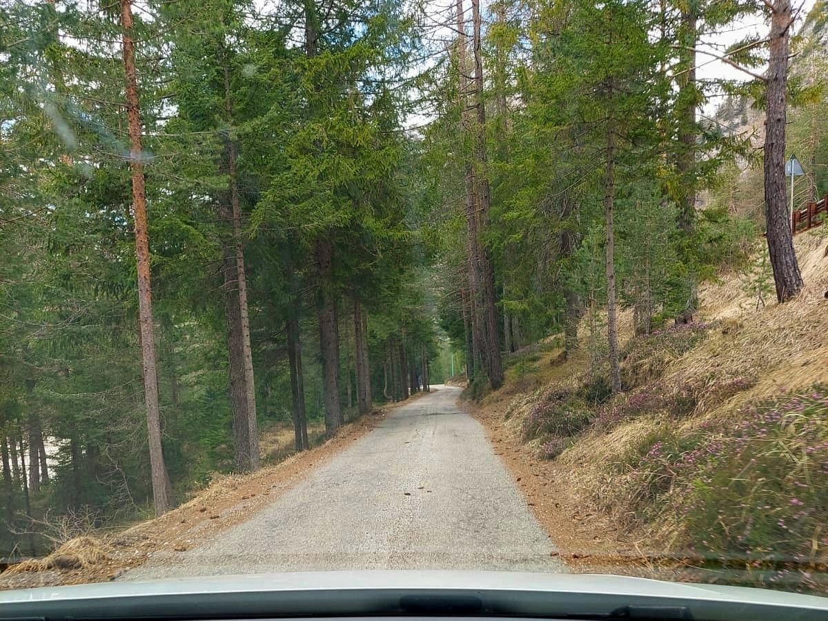 Dolomites In April: Perfect 2-Day Itinerary + What To Expect 38 View from a car driving down a narrow, paved road surrounded by tall pine trees. The road is flanked by a forest with some patches of dry grass, creating a serene, natural landscape. The sky appears overcast, adding a calm ambiance.