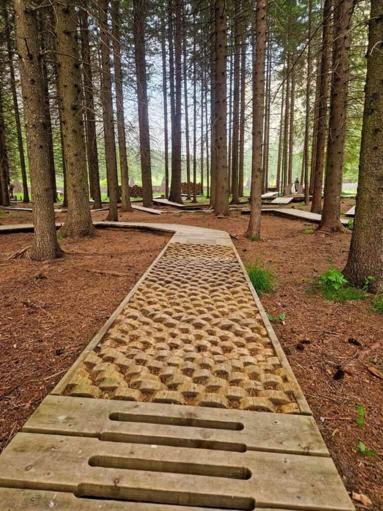 A wooden path with textured patterns cuts through a forest of tall, slender trees. Sunlight filters through the foliage, illuminating the path. Dense greenery surrounds the area, creating a serene and natural setting.