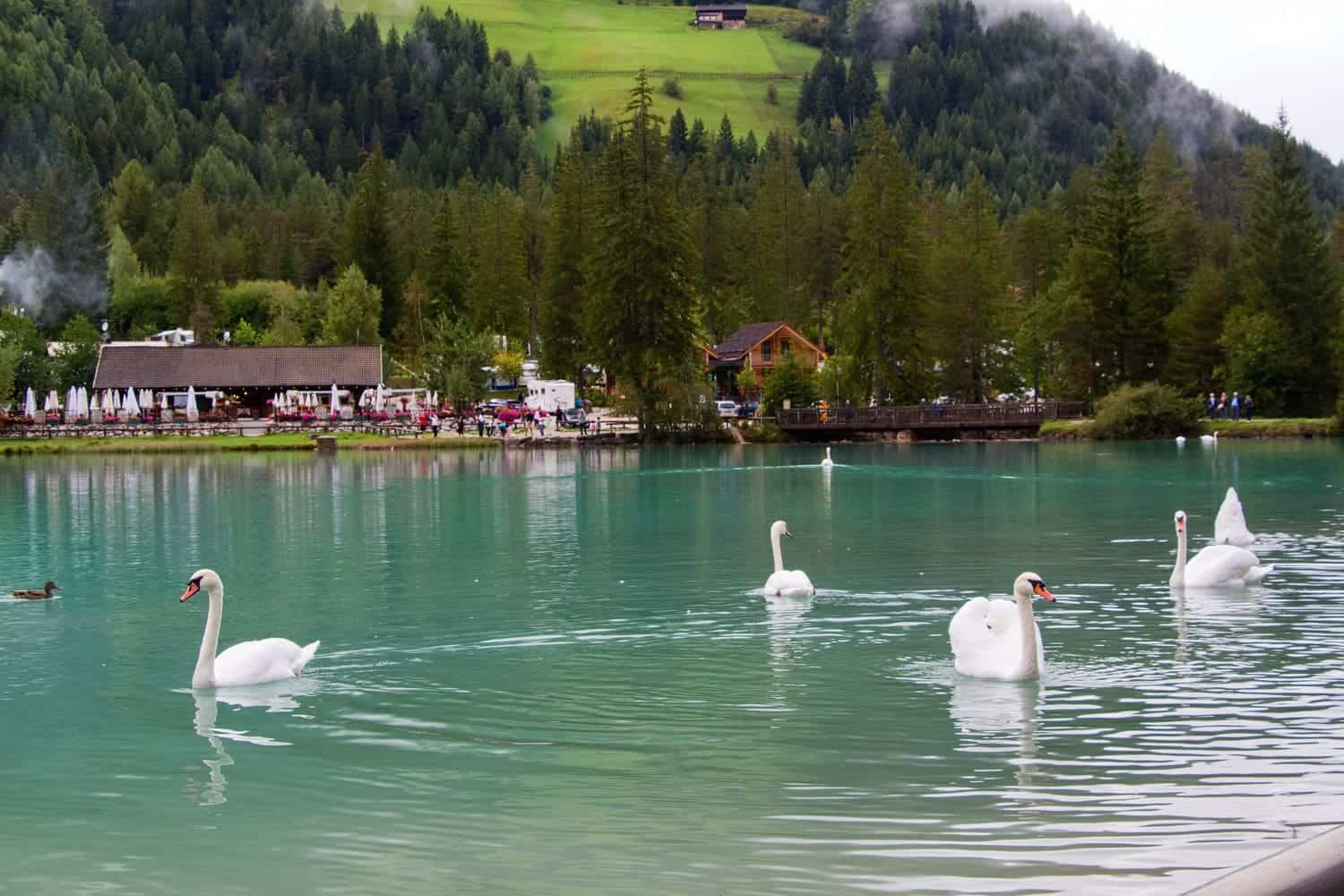 Easy Dolomites Hiking Itinerary: 5 days in Cortina d’Ampezzo 9 A serene lake scene with five white swans gliding on turquoise water. Forested hills and a small house are in the background. A few ducks swim nearby, with a cozy lakeside cafe visible on the left.