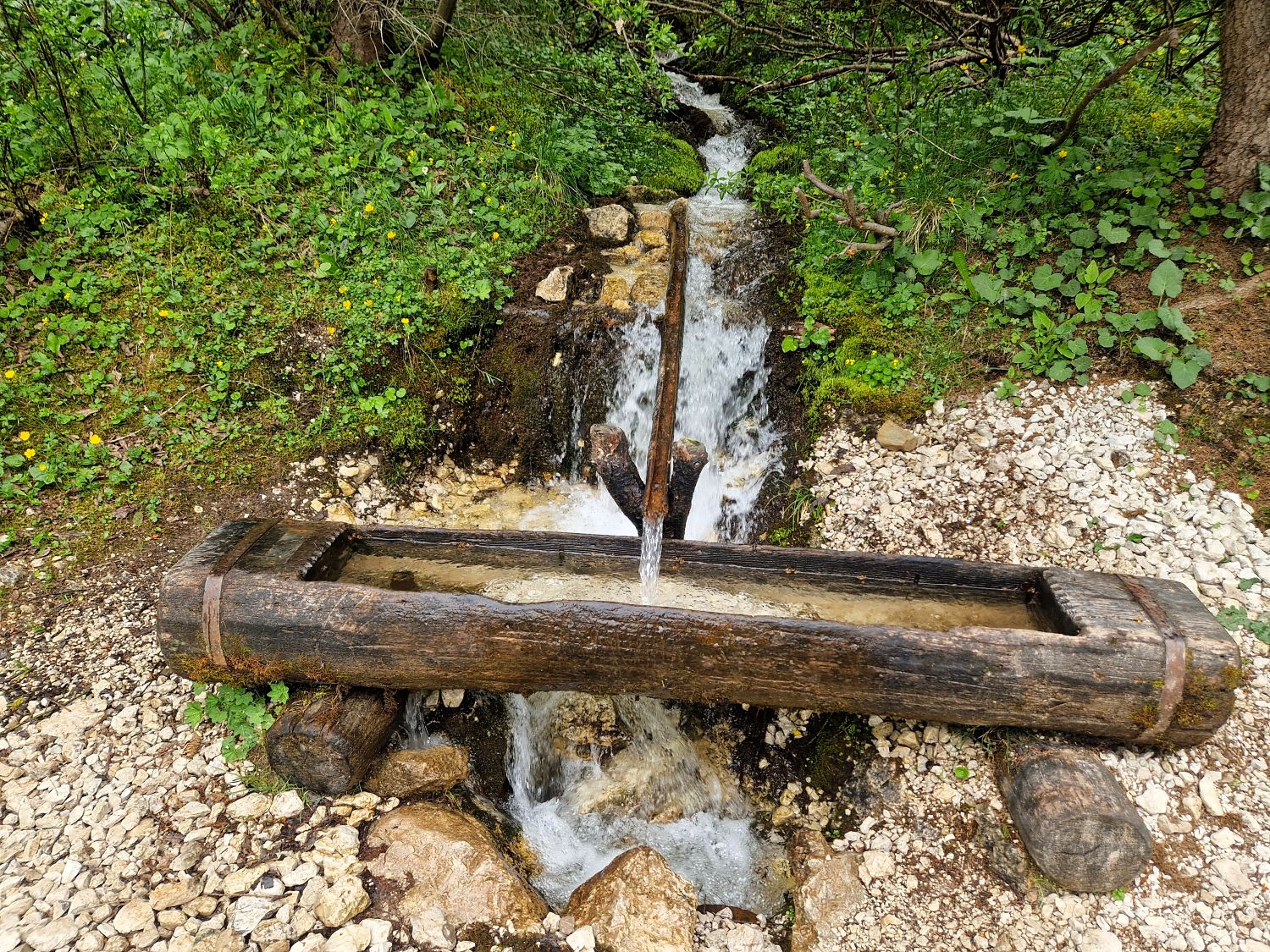 Hiking To The Cascate Del Pisciadù In The Dolomites: Plus a Surprise Waterfall! 26 A small wooden trough channels water from a mountain stream surrounded by lush green plants and rocks in a forested area.