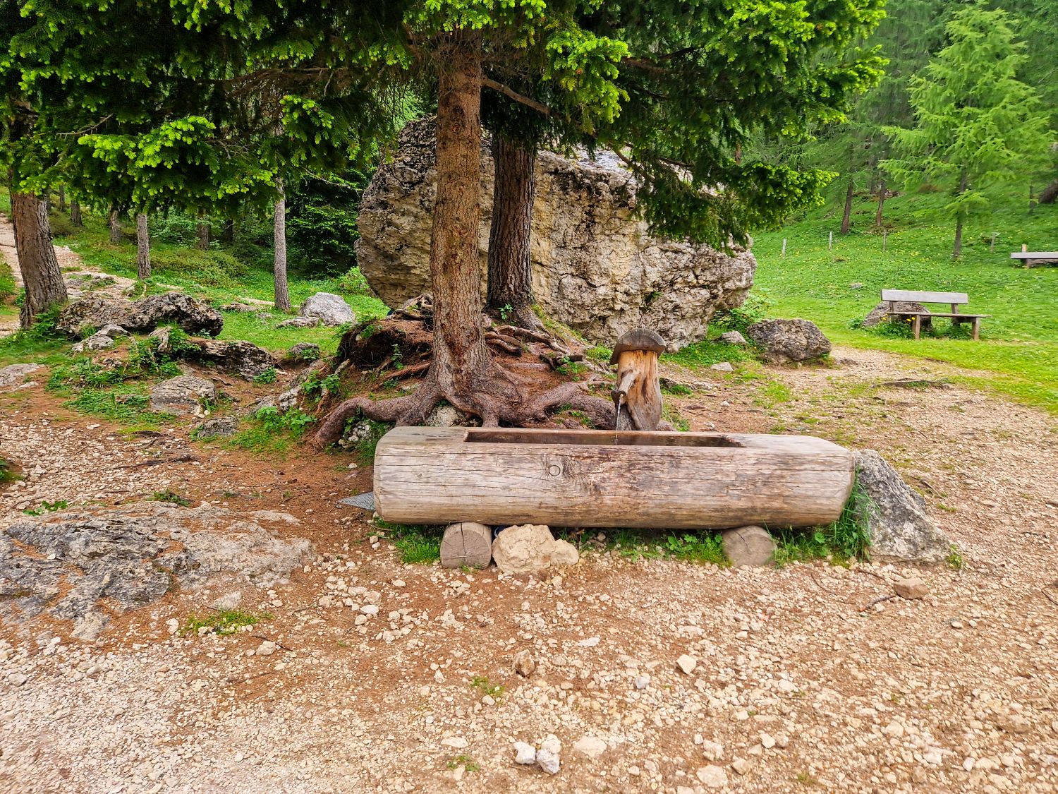 Hiking To The Cascate Del Pisciadù In The Dolomites: Plus a Surprise Waterfall! 14 A rustic wooden trough sits under a tree with exposed roots and a large rock behind it, surrounded by grass, dirt, and scattered stones. A wooden bench and trees are visible in the background.