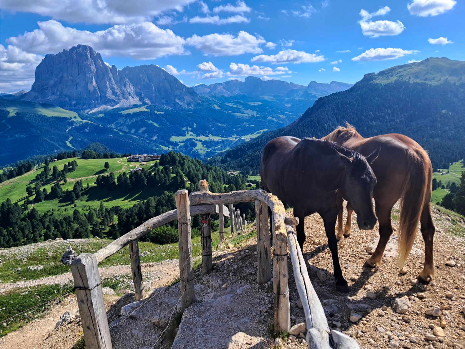 Two horses stand beside a rustic wooden fence at the Mastlé UNESCO viewpoint in Val Gardena. The viewpoint overlooks green alpine slopes and forests with Sassolungo rising prominently across the valley under a bright blue sky.
