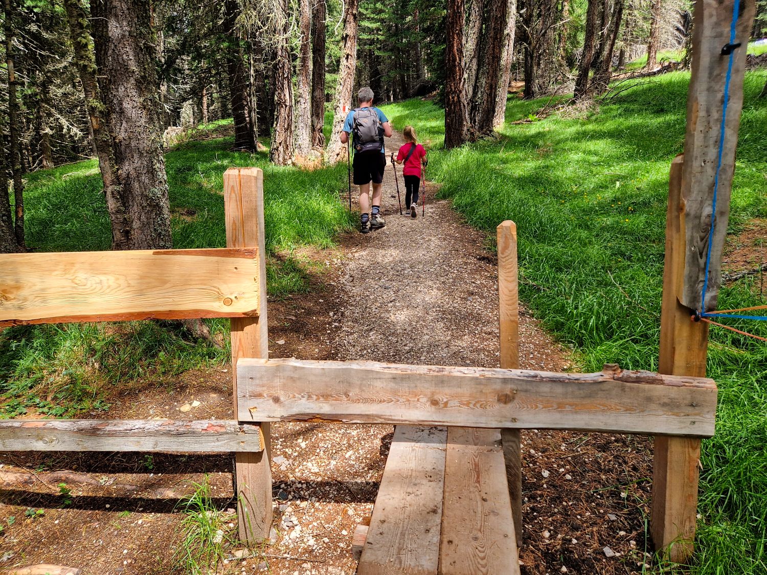A man and child hike along a forest trail on the Monte Pic hike in Val Gardena. A wooden stile crosses the path in the foreground while the route continues uphill through tall trees and bright green grass.
